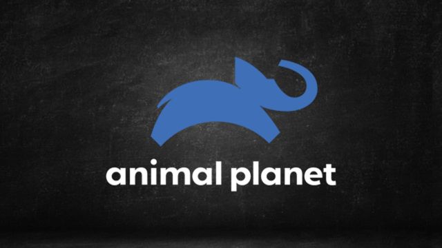 Assistir Animal Planet ao Vivo Online